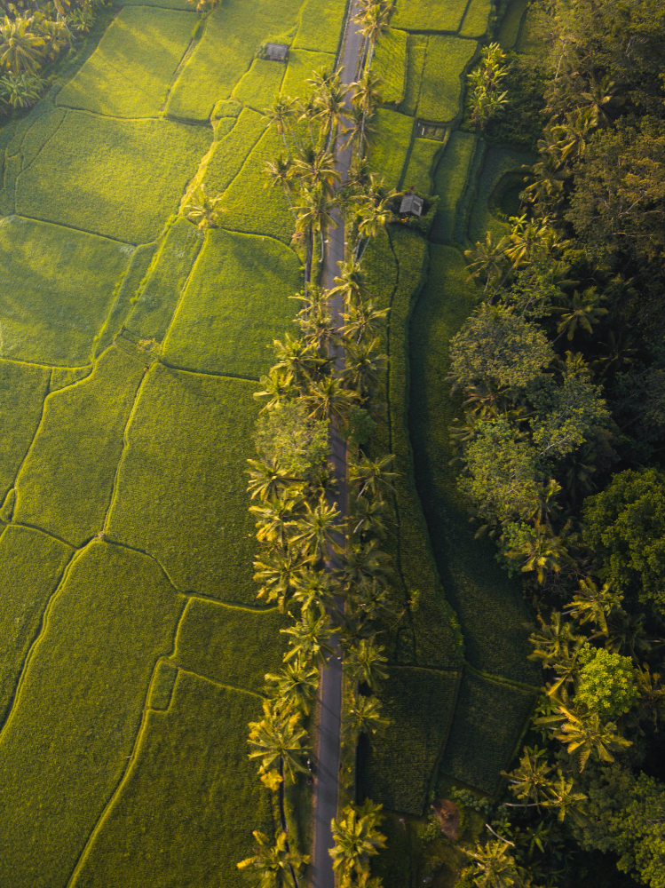 Lush green forest in Kerala Western Ghats
